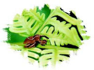 圖十三 全身蜷縮假死的斜條象鼻蟲