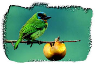 圖十四 正在啄食柿子的五色鳥