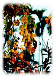 圖十五 寒流來襲柿子樹葉逐漸變黃或變紅