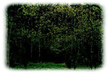 柿子全株枝條上萌發新娃