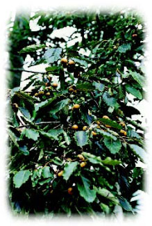 原生柿樹　葉子較狹長　果實小無法食用　抗病力強