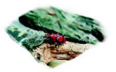 圖九　紅艷天牛