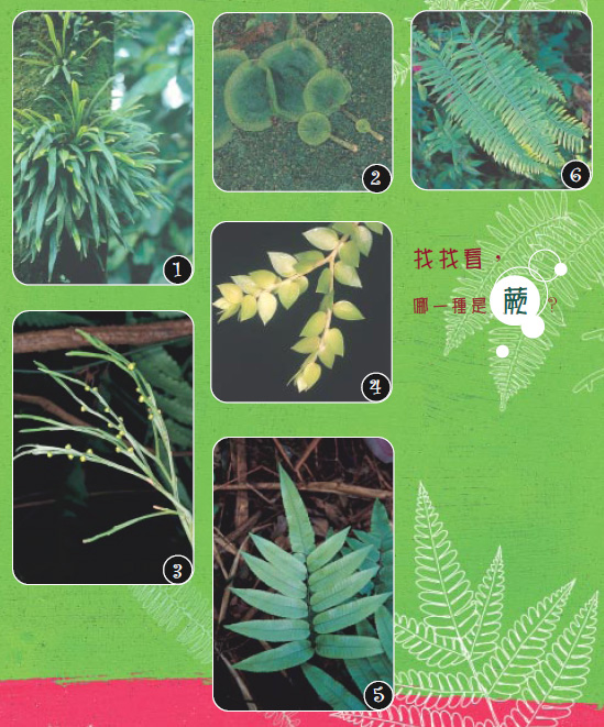 找找看,哪一種是蕨?