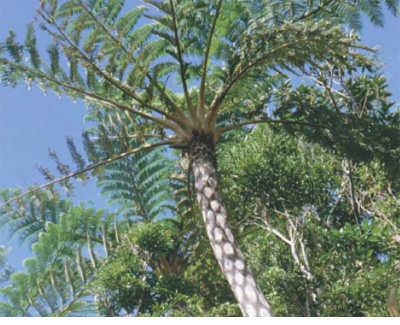 圖一 直挺高大的筆筒樹(周順軍 攝)