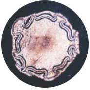 圖二 筆筒樹之維管束(周順軍 攝)