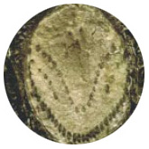 圖四 裡白的幼葉(周順軍 攝)