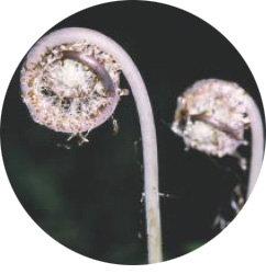 圖五 筆筒樹的幼葉(周順軍 攝)