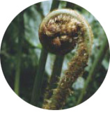 圖六 雙扇蕨的幼葉(呂碧鳳 攝)