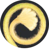 圖七 過山龍的孢子囊穗(呂碧鳳 攝)