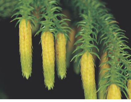 圖九 蕨類的孢子囊群(呂碧鳳 攝)