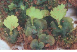 圖八 蕨類的配子體(下方心形深綠色者為配子體、其上長出的小葉子為孢子體。陳家慶 攝)