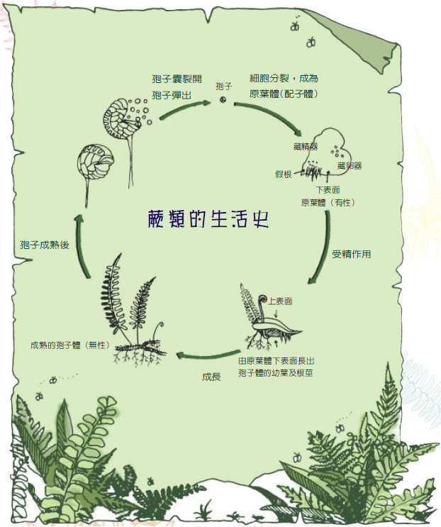 圖三  筆筒樹幹上的葉痕(周順軍 攝)