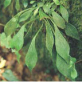 圖十一 車前蕨(單葉 呂碧鳳 攝)