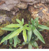 圖十二 戚葉石葦(掌狀葉 呂碧鳳 攝)