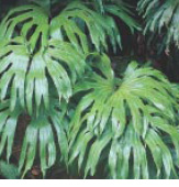 圖十三 雙葉蕨(二叉分歧 呂碧鳳 攝)