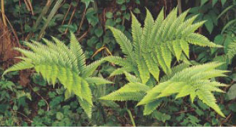 圖十四 傅氏鳳尾蕨(羽狀複葉 呂碧鳳 攝)