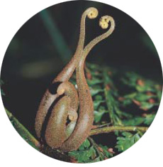 圖十五 稀子蕨上的不定芽(呂碧鳳 攝)