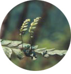 圖十六 大蓬萊鐵角蕨的不定芽(呂碧鳳 攝)