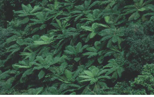 圖十七 筆筒樹林(周順軍 攝)