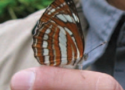 圖一  了解蝴蝶習性可跟蝴蝶產生互動