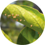 圖八  套網後產於爬森藤葉上的黑點大白斑蝶卵