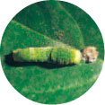 圖九  正在啃食蛻皮之大琉璃紋鳳蝶幼蟲