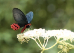 圖二  曙鳳蝶列屬保育類不得非法飼養