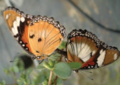圖四  雌紅紫蛺蝶在幼蟲寄主植物馬齒筧上交尾
