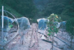 圖七  套網產卵跟飼養蝴蝶