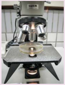 圖二 觀測布朗運動的儀器架構。