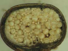 田字草孢子囊果的縱切面，可見大小兩種孢子
