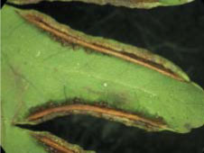有刺鳳尾蕨有線形的假苞膜