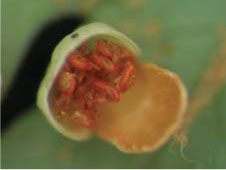 貝殼狀苞膜裂開的特寫