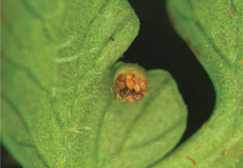 刺柄碗蕨的苞膜如碗