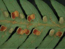 金狗毛蕨孢子囊群裂開情形