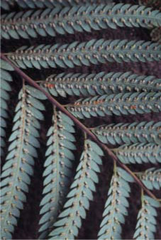 金狗毛蕨孢子囊群的分布情形