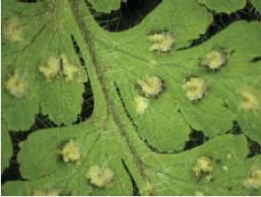 苞膜有毛的蕨纇你看過嗎？