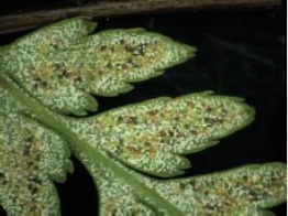 粉葉蕨的孢子囊群中混生著白粉