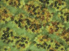 三葉新月蕨的孢子囊群有半數成熟了
