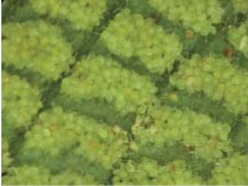 三葉新月蕨的孢子囊群尚未成熟