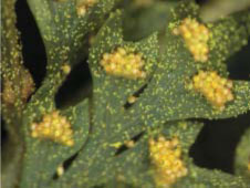 小膜蓋蕨的孢子囊群和孢子