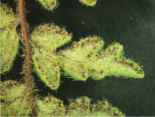 毛碎米蕨的葉背長滿細毛