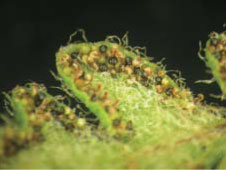 毛碎米蕨的孢子囊群長在小葉邊緣