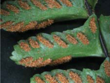 生芽鐵蕨的孢子囊群呈短線形