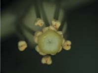 水晶蘭的柱頭與十個花藥