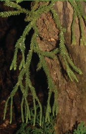 異葉卷柏也是常見的卷柏科植物