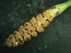 木賊的孢子囊穗