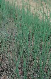 木賊植株