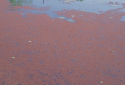 日本滿江紅大量生長在水池中