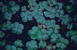 夏季的田字草葉片通常浮在水上